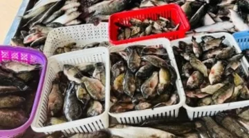 تغير الأسعار.. أسعار البلطي وأسماك كفر الشيخ الجمعة